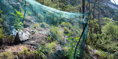 Polizei jagte Cannabis- Züchter durch Wald
