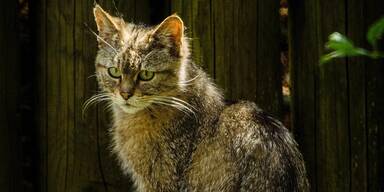 Wildkatzen f&uuml;r Forschungsprojekt in das Tayatal entlassen