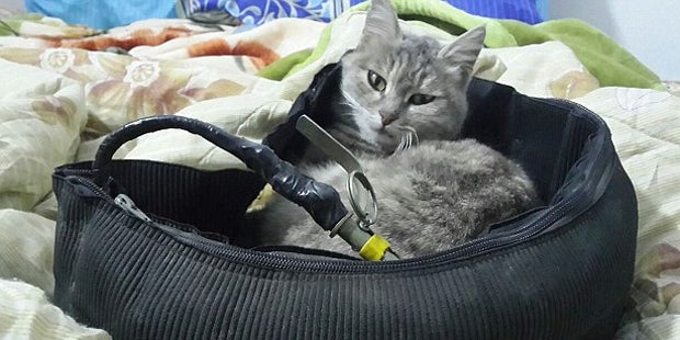 So nützt ISIS Katzenbaby-Fotos um Terroristen zu rekrutieren