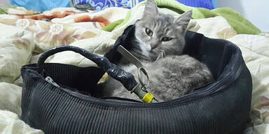 So nützt ISIS Katzenbaby-Fotos um Terroristen zu rekrutieren