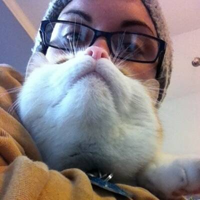 Cat Bearding