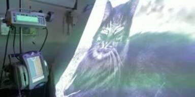 Das s&uuml;ssteste Katzenprojekt der Welt