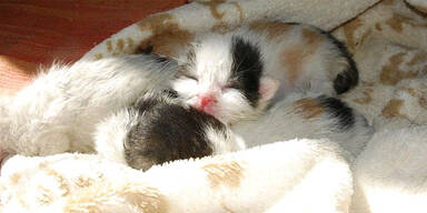 Vier Katzen-Babys bei Brand gerettet 