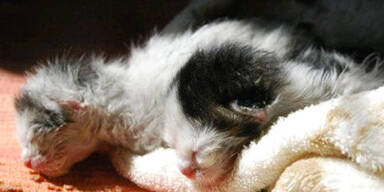 Vier Katzen-Babys bei Brand gerettet 