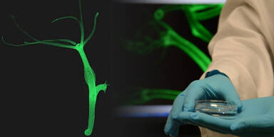 Hydra S&uuml;&szlig;wasserpolyp