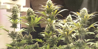 CBD-Shops verkaufen wieder Cannabis-Blüten