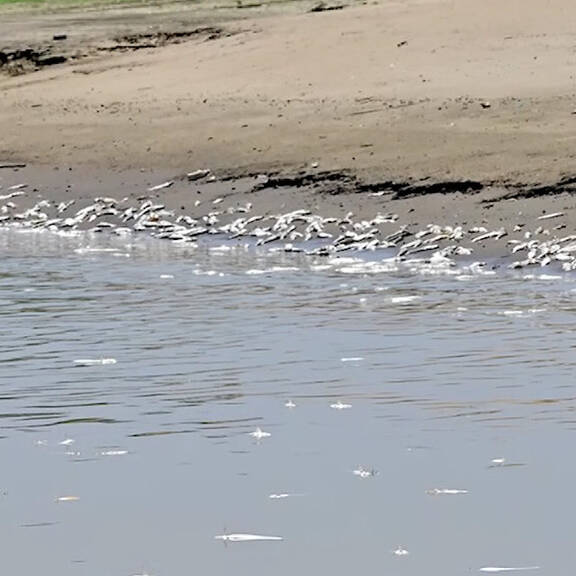 Amazonas: Massensterben der Fluss-Delfine