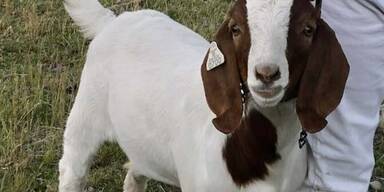 Dramatisch: Ziege gegen den Willen der Besitzer geschlachtet