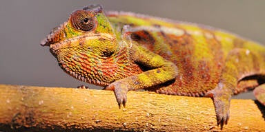 chamäleon