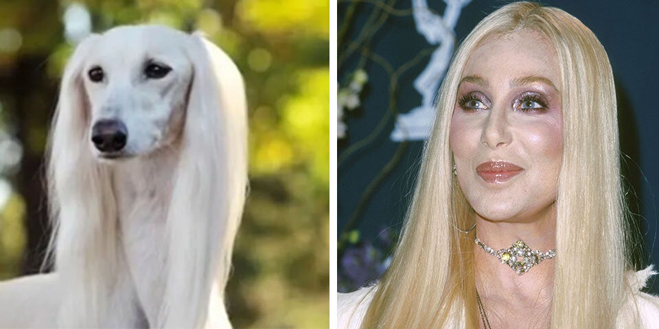 Cher, Putin & Gere: Diese Hunde sind Doppelgänger von Promis