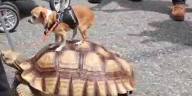 Chihuahua reitet auf Riesenschildkr&ouml;te