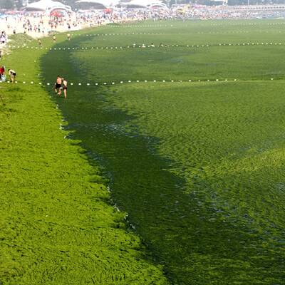 Algenpest an Chinas Stränden