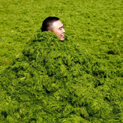 Algenpest an Chinas Stränden