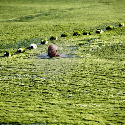 Algenpest an Chinas Stränden