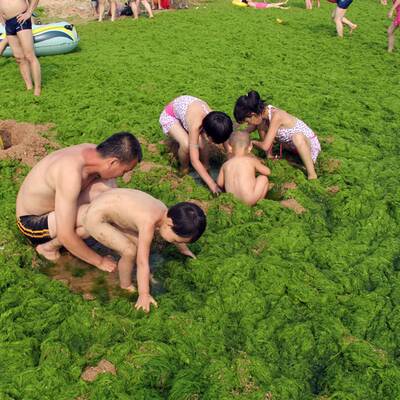 Algenpest an Chinas Stränden