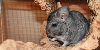 Plattform bringt schwer vermittelbare Tiere in neue Unterkünfte