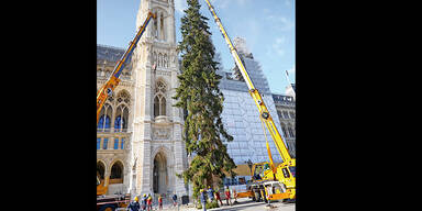 Zerzauster Rathaus-Christbaum wird jetzt aufgeh&uuml;bscht