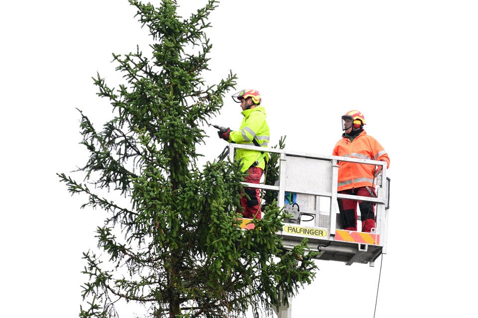Weihnachtsbaum vor dem Wiener Rathaus