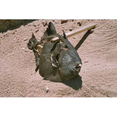 Alle lustigen Urlaubsfotos