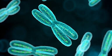 Nasmyth erforscht Chromosomentrennung