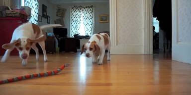 Hund beschützt Schwester vor Schlange