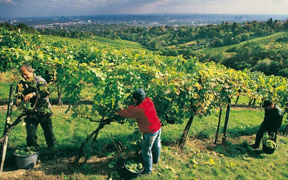 Wiener Wein-PFUSCH-Skandal: 