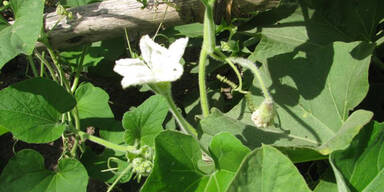 Koka-Pflanze, Coca, Koka