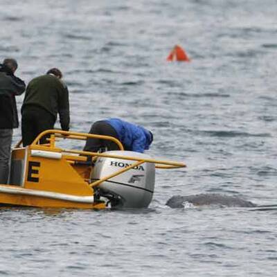 Wal-Baby Colin musste eingeschläfert werden