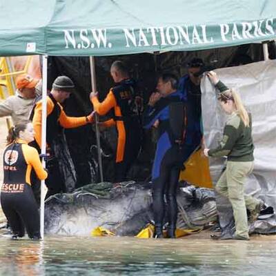 Wal-Baby Colin musste eingeschläfert werden