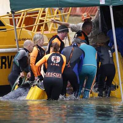 Wal-Baby Colin musste eingeschläfert werden