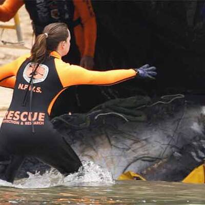 Wal-Baby Colin musste eingeschläfert werden