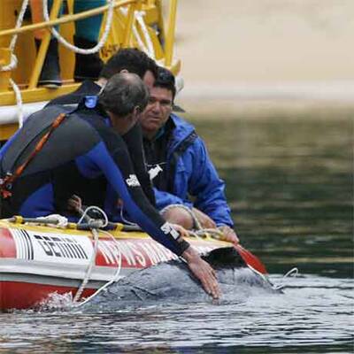 Wal-Baby Colin musste eingeschläfert werden