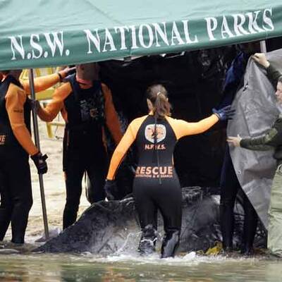 Wal-Baby Colin musste eingeschläfert werden