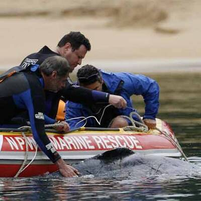 Wal-Baby Colin musste eingeschläfert werden