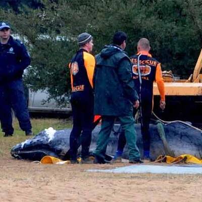 Wal-Baby Colin musste eingeschläfert werden