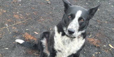Dieser Border Collie rettete Schafherde vor Feuer-Tod