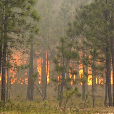 Heftige Waldbrände wüten in Colorado