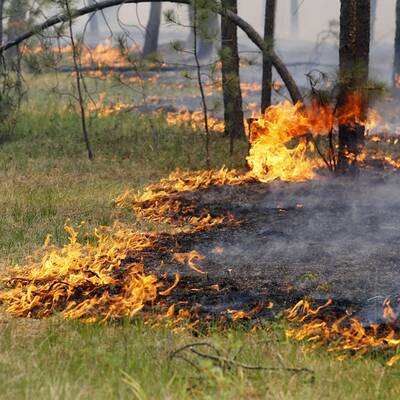 Heftige Waldbrände wüten in Colorado