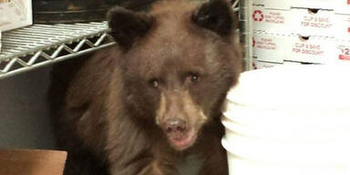 Bärenbaby schläft in Pizzeria ein