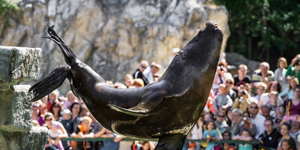 Kult-Robbe Comandante eingeschläfert