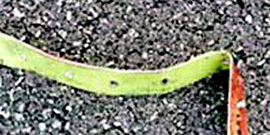 Prozess wird zum Expertenstreit