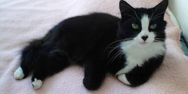 Katze wandert 1.000 Kilometer zu Frauchen