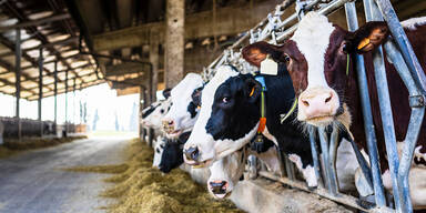 Kurios! Roboter rettet 150 K&uuml;he vor Gro&szlig;brand