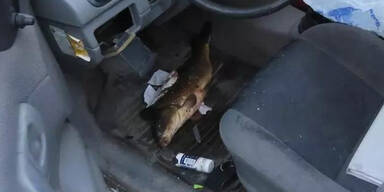 Weihnachtskarpfen verursacht spektakul&auml;ren Crash