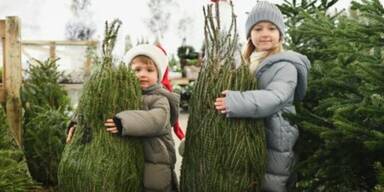 N&Ouml; Christbaumh&ouml;fe starten in die Saison