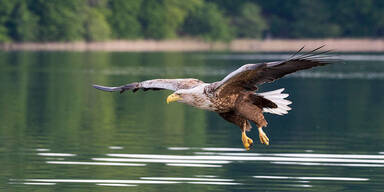 Angeschossener Seeadler stirbt nach Crash mit Zug