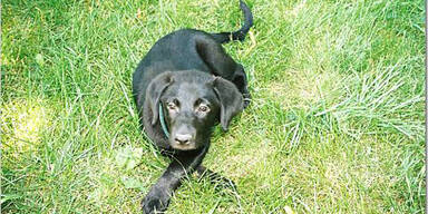cujo hund