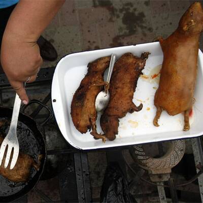 Anden-Meerschweinchen als Delikatesse