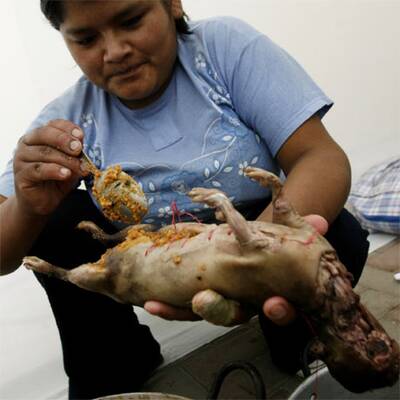 Anden-Meerschweinchen als Delikatesse