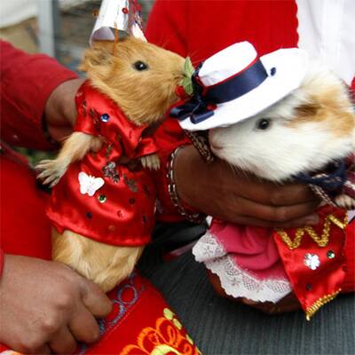 Anden-Meerschweinchen als Delikatesse